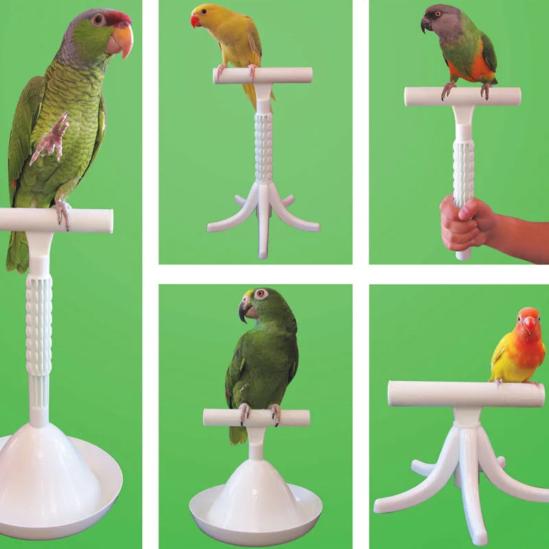 Parrot Stand   Portable Perch and Training Tool