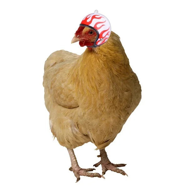 Chicken Helmet Bird Hard Hat Headgear Prevent The Chicken From Smash Protect For Hens Head Pet Supplies