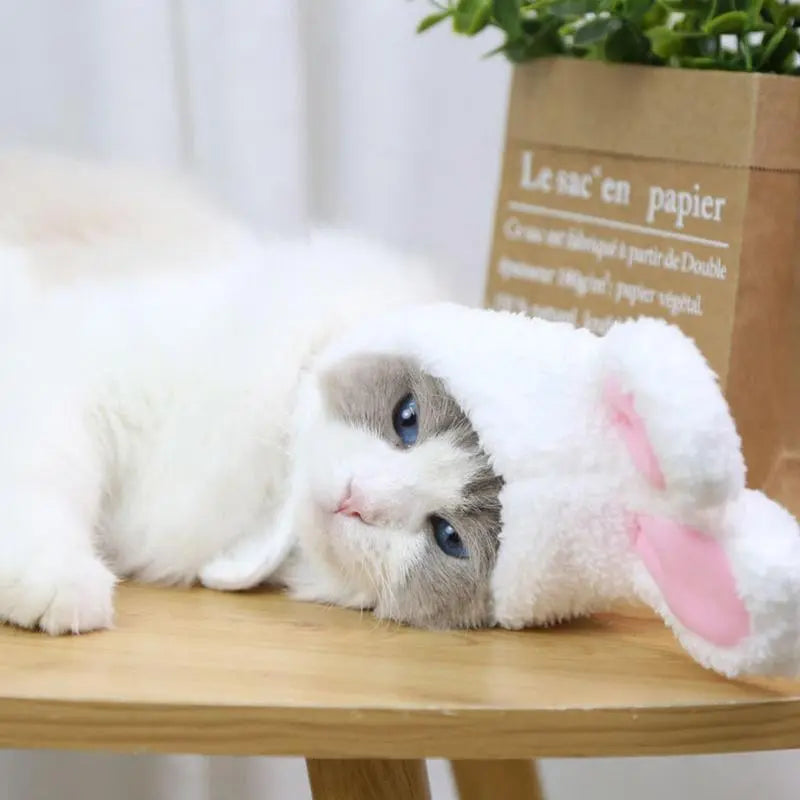 Rabbit Hat With Ears For Cats Small Dogs - specialneedspetshop