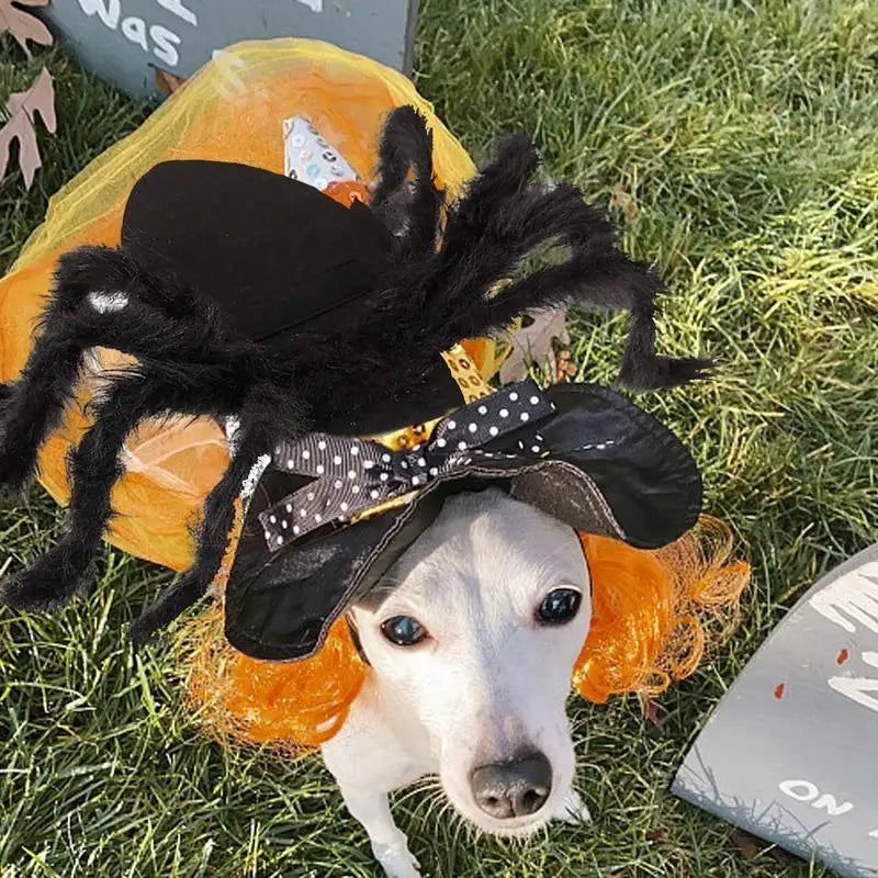 Black Spooky Spider Clothes  For Dogs Cats