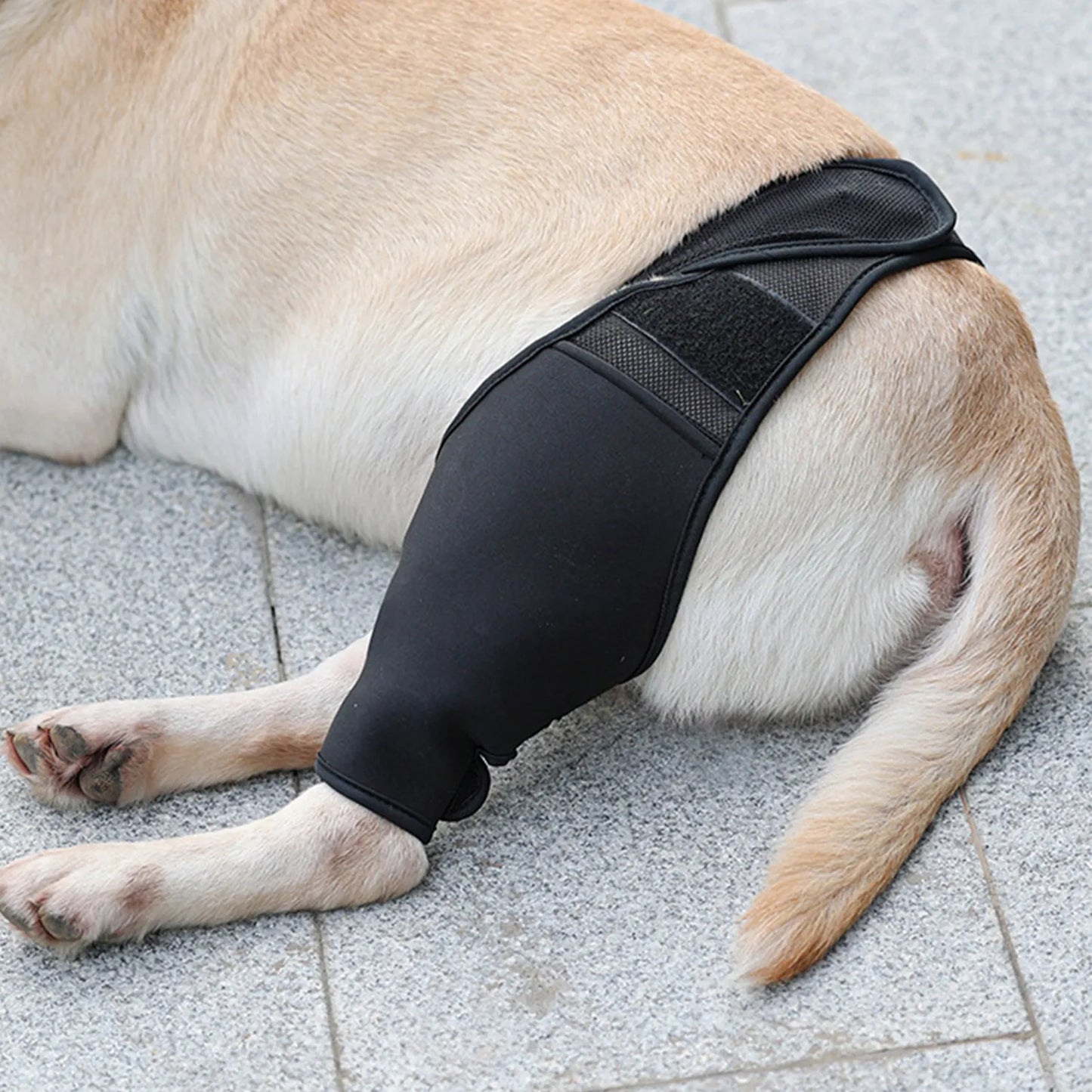 dog Hip or Knee Support  Torn ACL Patella Luxation Osteoarthritis - specialneedspetshop