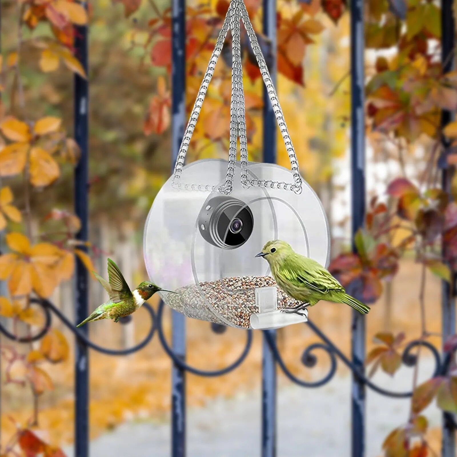 Bird Feeder Acrylic Window Bird Feeder - specialneedspetshop